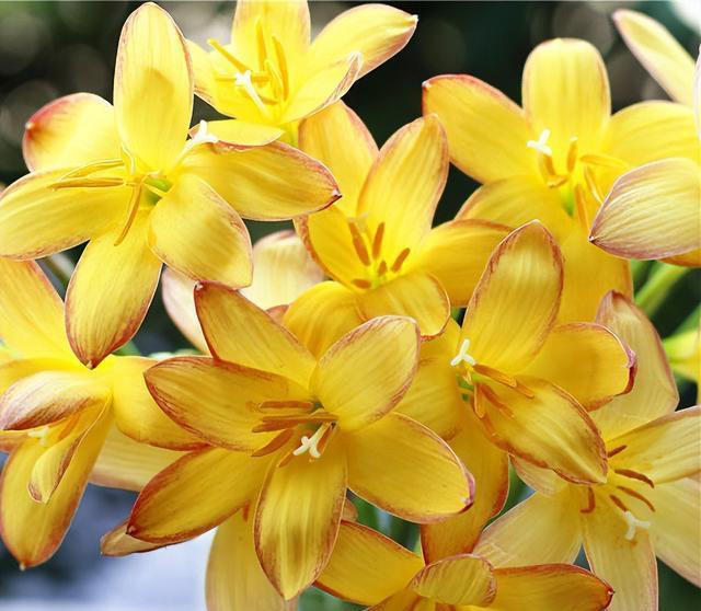 天热就养4种花，不怕晒不怕热，开花娇艳，花量很大，太漂亮了