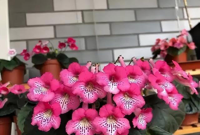 天热就养4种花，不怕晒不怕热，开花娇艳，花量很大，太漂亮了