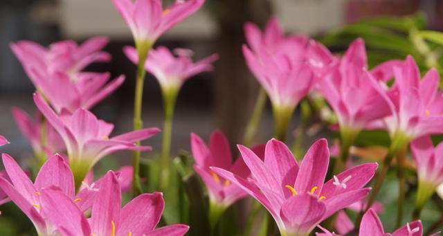 天热就养4种花，不怕晒不怕热，开花娇艳，花量很大，太漂亮了