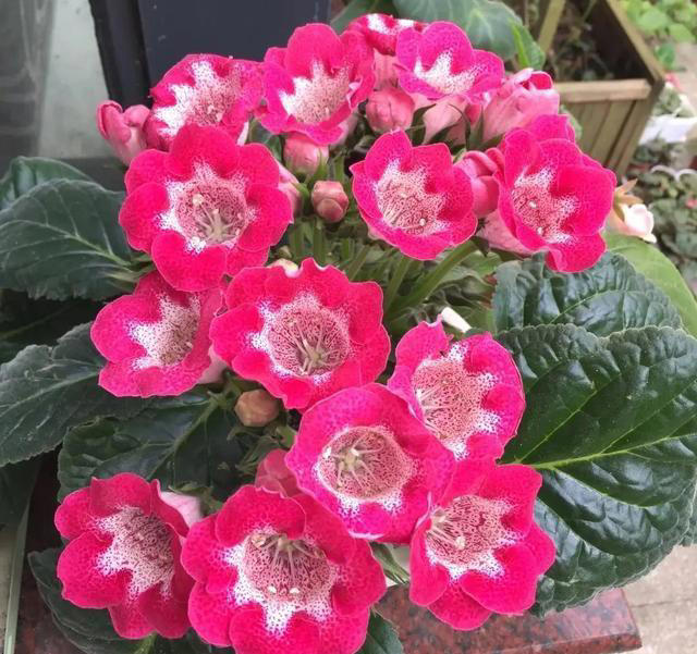 天热就养4种花，不怕晒不怕热，开花娇艳，花量很大，太漂亮了