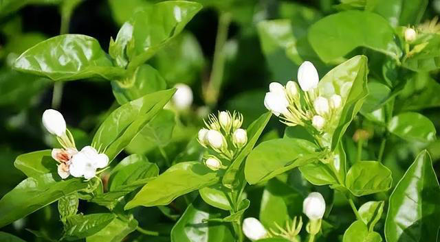 天热就养4种花，不怕晒不怕热，开花娇艳，花量很大，太漂亮了