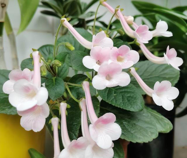 天热就养4种花，不怕晒不怕热，开花娇艳，花量很大，太漂亮了