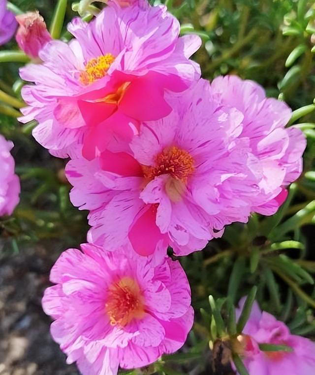 天热就养4种花，不怕晒不怕热，开花娇艳，花量很大，太漂亮了