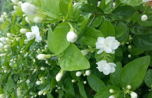 天热就养4种花，不怕晒不怕热，开花娇艳，花量很大，太漂亮了