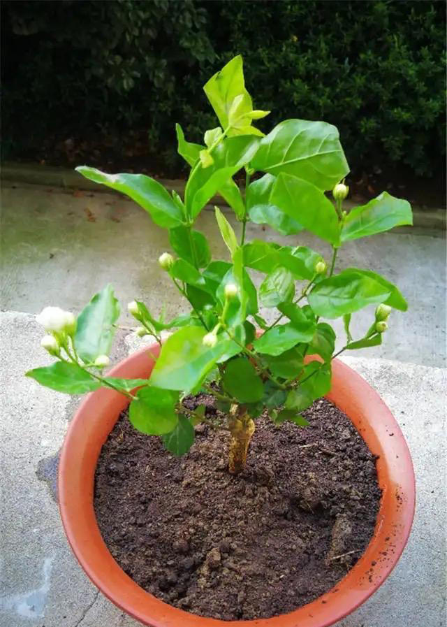 天热就养4种花，不怕晒不怕热，开花娇艳，花量很大，太漂亮了