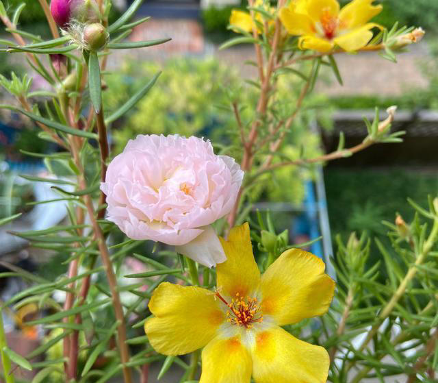 天热就养4种花，不怕晒不怕热，开花娇艳，花量很大，太漂亮了