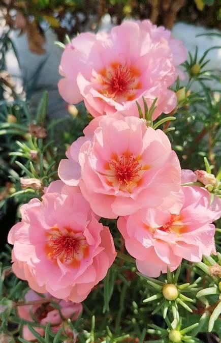 天热就养4种花，不怕晒不怕热，开花娇艳，花量很大，太漂亮了