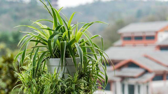 这3种植物，再贵也要养，杀菌又除臭，家里养1盆，身体更健康