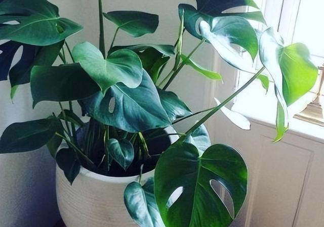 这3种植物，再贵也要养，杀菌又除臭，家里养1盆，身体更健康