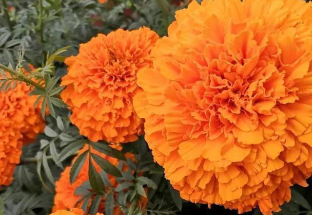 这3种植物，再贵也要养，杀菌又除臭，家里养1盆，身体更健康