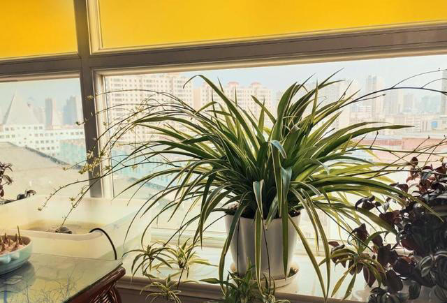 这3种植物，再贵也要养，杀菌又除臭，家里养1盆，身体更健康