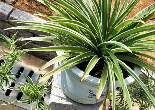 这3种植物，再贵也要养，杀菌又除臭，家里养1盆，身体更健康