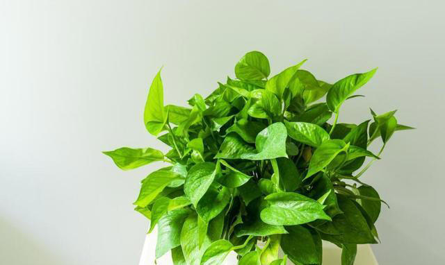 这3种植物，再贵也要养，杀菌又除臭，家里养1盆，身体更健康
