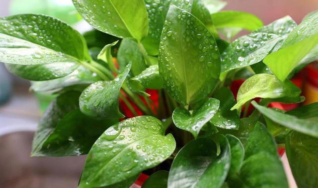 这3种植物，再贵也要养，杀菌又除臭，家里养1盆，身体更健康