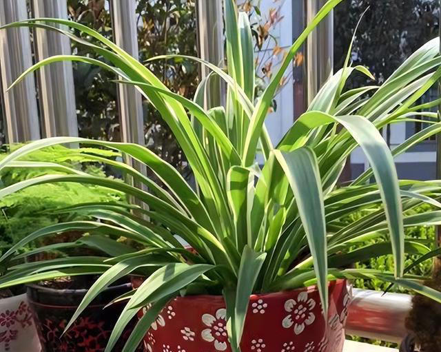 这3种植物，再贵也要养，杀菌又除臭，家里养1盆，身体更健康
