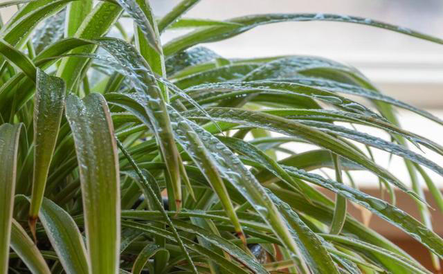 这3种植物，再贵也要养，杀菌又除臭，家里养1盆，身体更健康