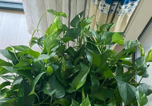 这3种植物，再贵也要养，杀菌又除臭，家里养1盆，身体更健康