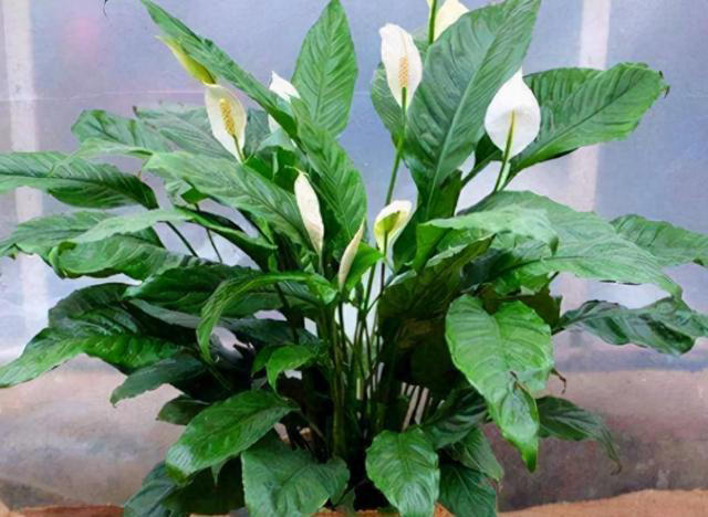 这3种植物，再贵也要养，杀菌又除臭，家里养1盆，身体更健康