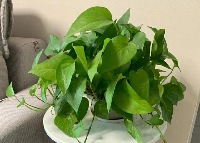 这3种植物，再贵也要养，杀菌又除臭，家里养1盆，身体更健康