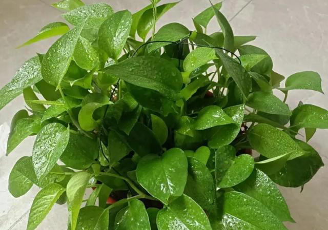 这3种植物，再贵也要养，杀菌又除臭，家里养1盆，身体更健康