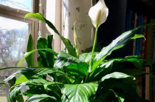 这3种植物，再贵也要养，杀菌又除臭，家里养1盆，身体更健康