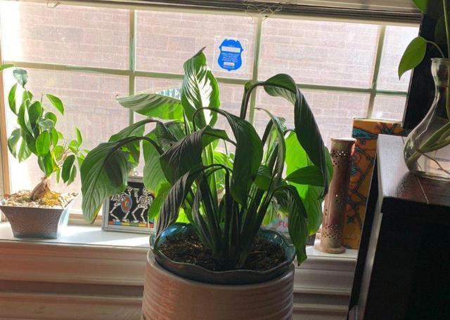 这3种植物，再贵也要养，杀菌又除臭，家里养1盆，身体更健康
