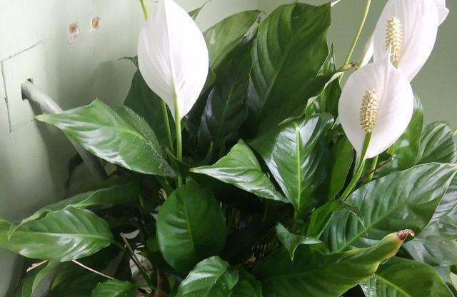 这3种植物，再贵也要养，杀菌又除臭，家里养1盆，身体更健康