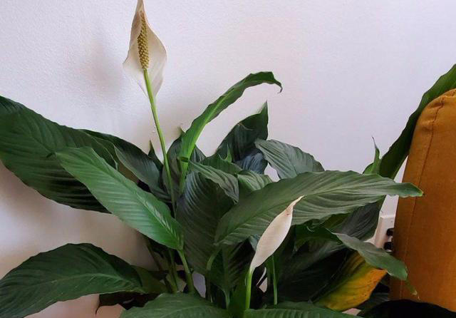 这3种植物，再贵也要养，杀菌又除臭，家里养1盆，身体更健康