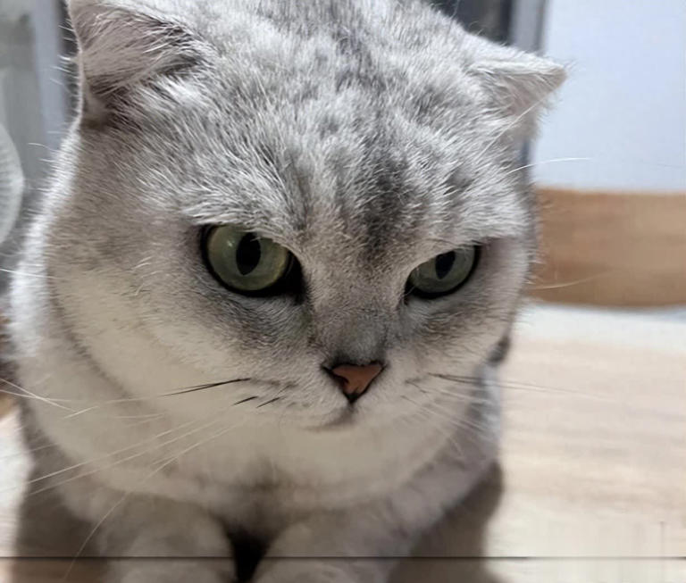 猫咪早上最期待的不是罐头！而是这3件事，可惜很多人都搞反了！