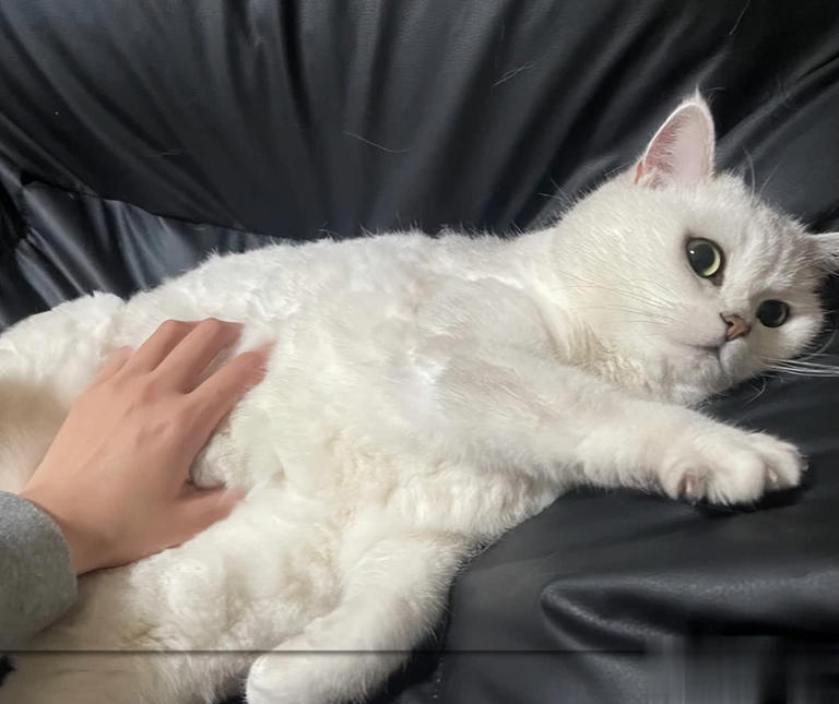 猫咪早上最期待的不是罐头！而是这3件事，可惜很多人都搞反了！