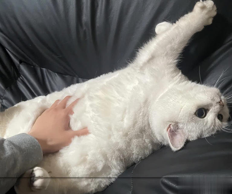 猫咪早上最期待的不是罐头！而是这3件事，可惜很多人都搞反了！