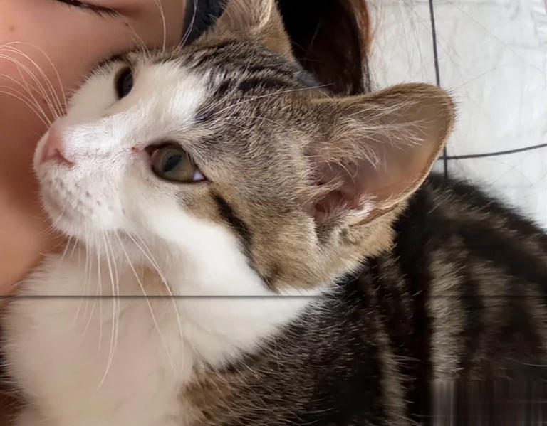 猫咪早上最期待的不是罐头！而是这3件事，可惜很多人都搞反了！