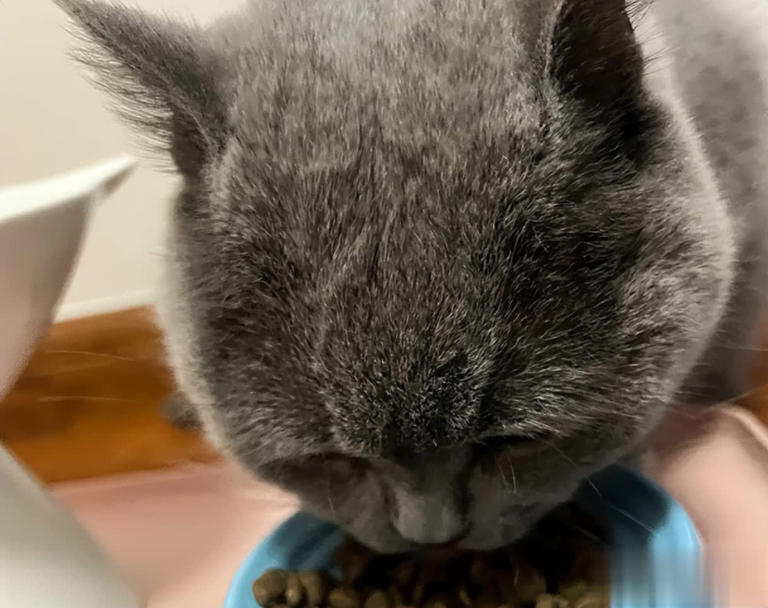 猫咪早上最期待的不是罐头！而是这3件事，可惜很多人都搞反了！