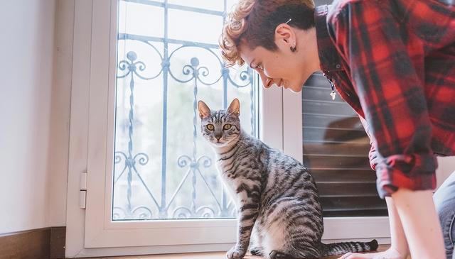 与猫的心灵对话：三大技巧，让你与爱猫情深似海