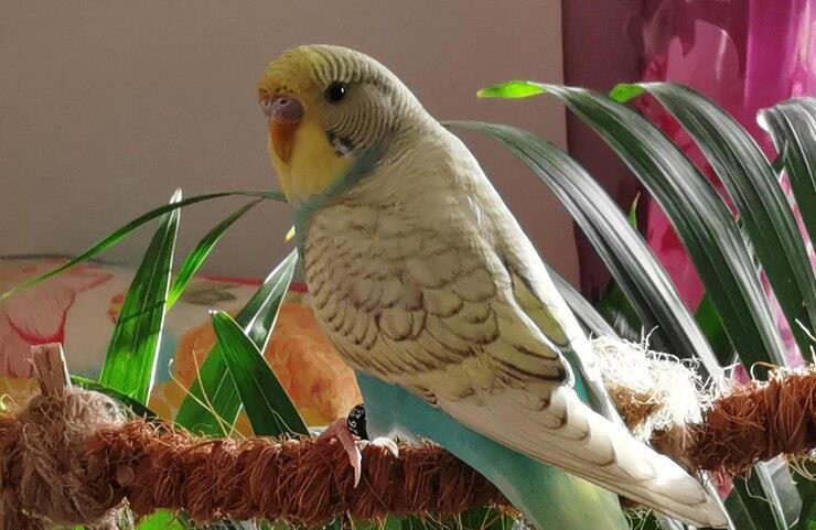 鹦鹉真的好养吗？别闹了，它可是“高要求”的小贵族！