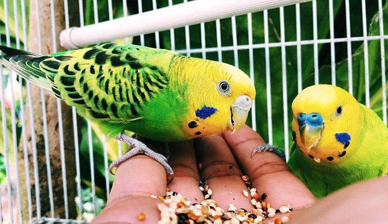 鹦鹉真的好养吗？别闹了，它可是“高要求”的小贵族！