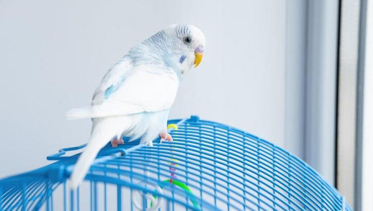 鹦鹉真的好养吗？别闹了，它可是“高要求”的小贵族！