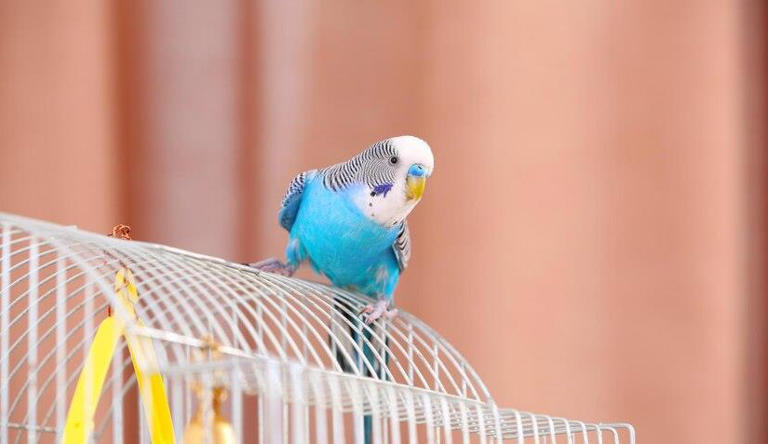 鹦鹉真的好养吗？别闹了，它可是“高要求”的小贵族！