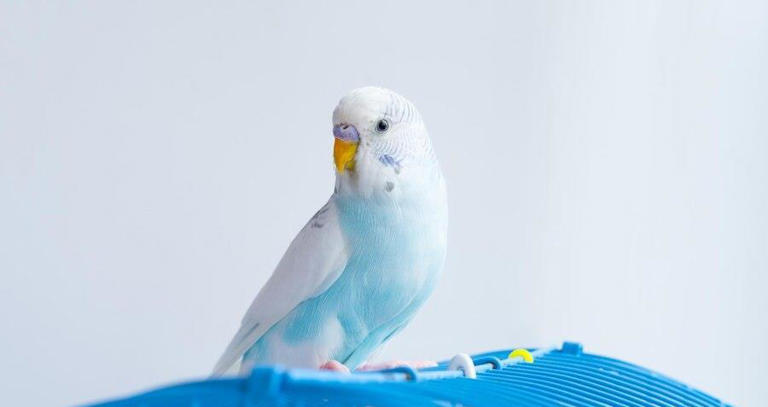 鹦鹉真的好养吗？别闹了，它可是“高要求”的小贵族！