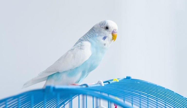 鹦鹉真的好养吗？别闹了，它可是“高要求”的小贵族！