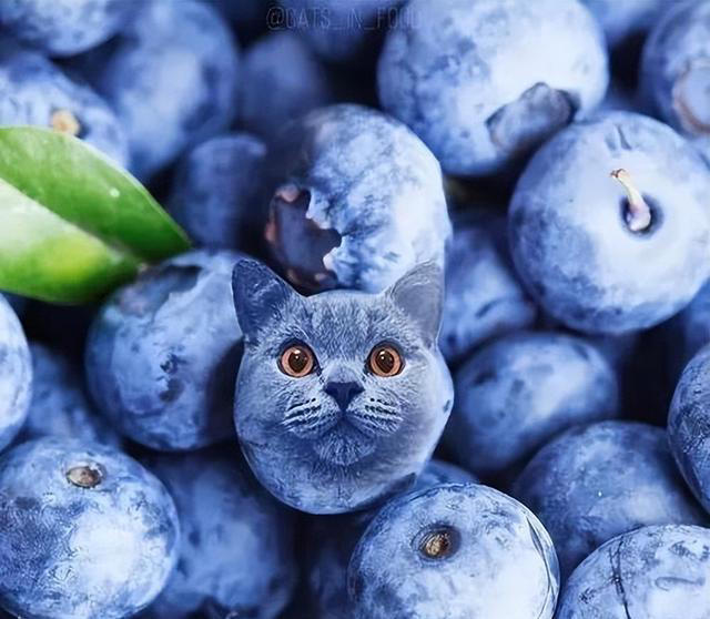 猫能吃的水果有哪些？哪些水果对猫咪很健康!