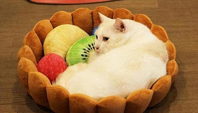 猫能吃的水果有哪些？哪些水果对猫咪很健康!