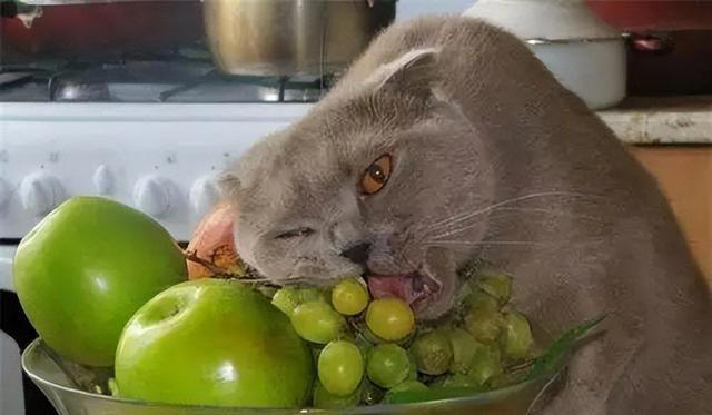 猫能吃的水果有哪些？哪些水果对猫咪很健康!