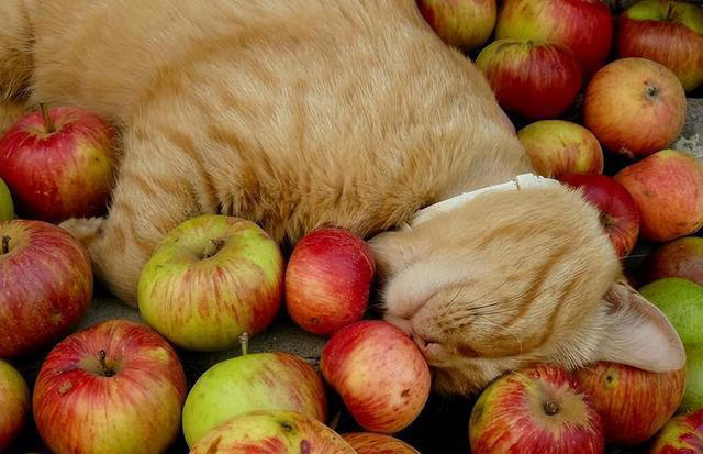 猫能吃的水果有哪些？哪些水果对猫咪很健康!