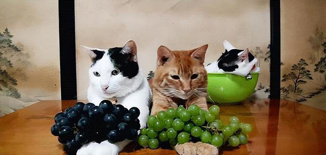 猫能吃的水果有哪些？哪些水果对猫咪很健康!