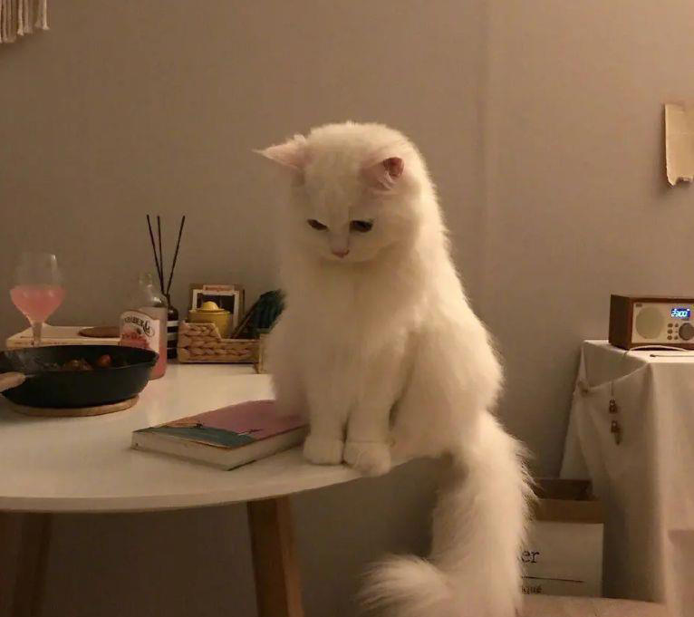 如何为你的猫提供健康的饮食