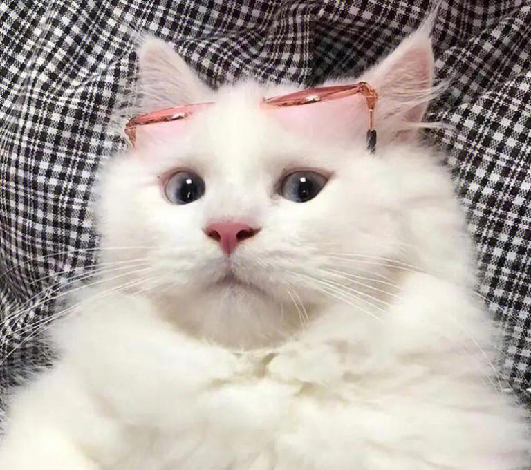 如何为你的猫提供健康的饮食