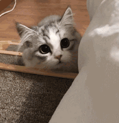 高颜值猫咪大盘点！如何让你的爱宠美颜升级？