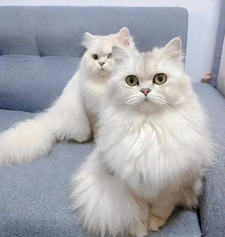 高颜值猫咪大盘点！如何让你的爱宠美颜升级？