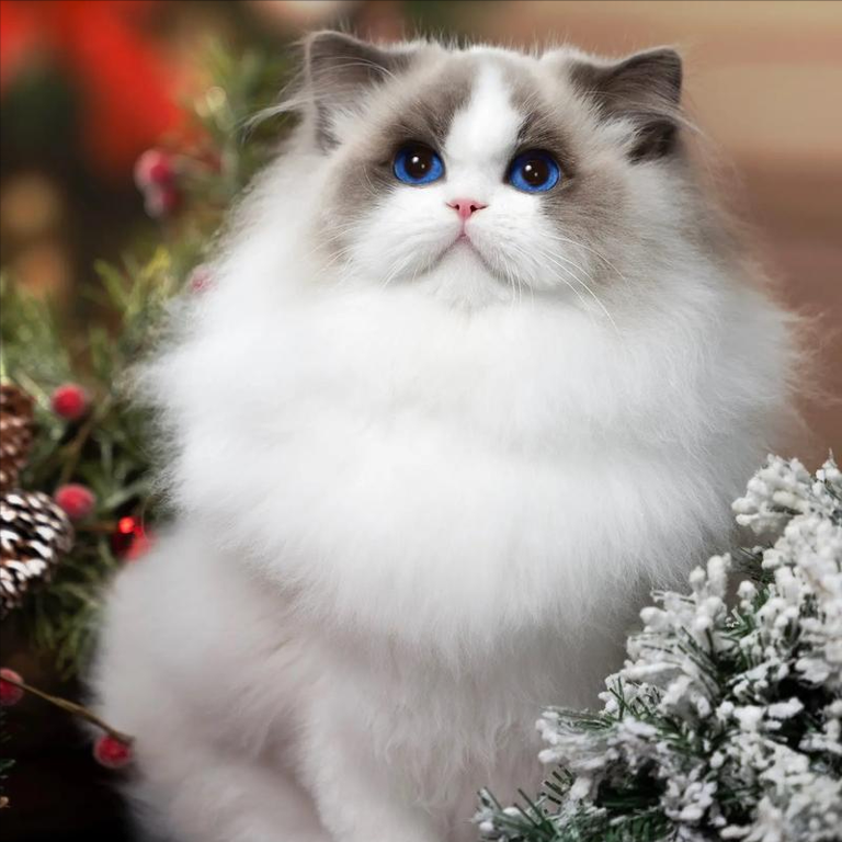 高颜值猫咪大盘点！如何让你的爱宠美颜升级？